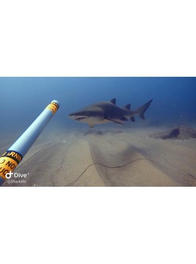 研究焦點：鯊魚生命保護組織在南非研究懷孕的虎鯊